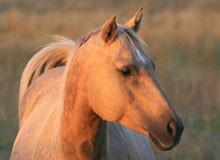 Scottsdale Horse